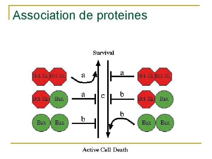 Association de proteines 