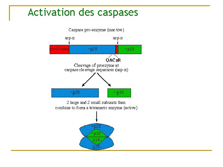 Activation des caspases 