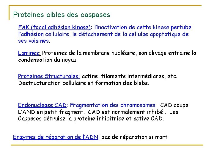 Proteines cibles des caspases FAK (focal adhésion kinase): l’inactivation de cette kinase pertube l’adhésion