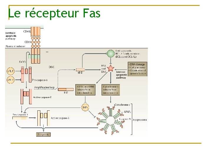 Le récepteur Fas 