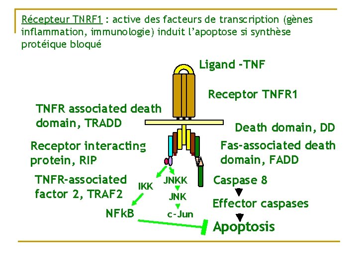 Récepteur TNRF 1 : active des facteurs de transcription (gènes inflammation, immunologie) induit l’apoptose