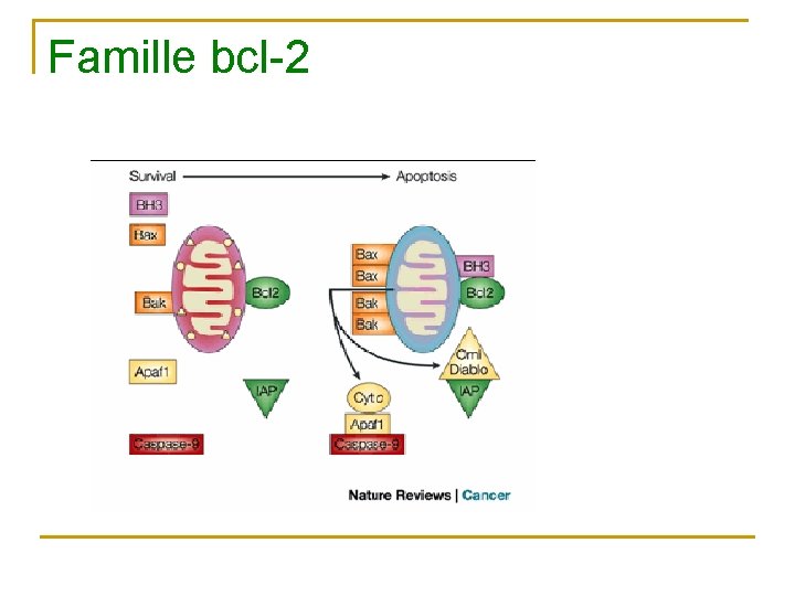 Famille bcl-2 