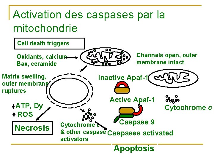 Activation des caspases par la mitochondrie Cell death triggers Oxidants, calcium Bax, ceramide Matrix