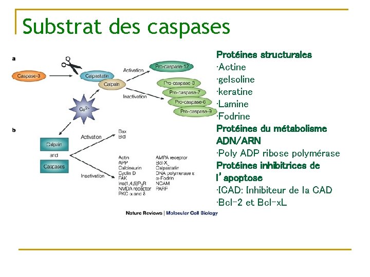 Substrat des caspases Protéines structurales • Actine • gelsoline • keratine • Lamine •