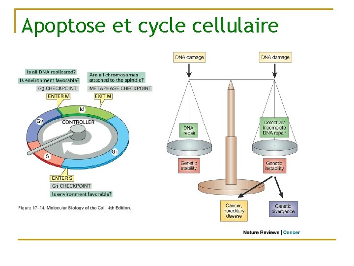 Apoptose et cycle cellulaire 