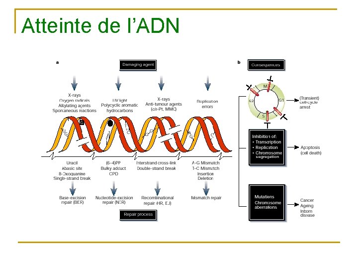 Atteinte de l’ADN 