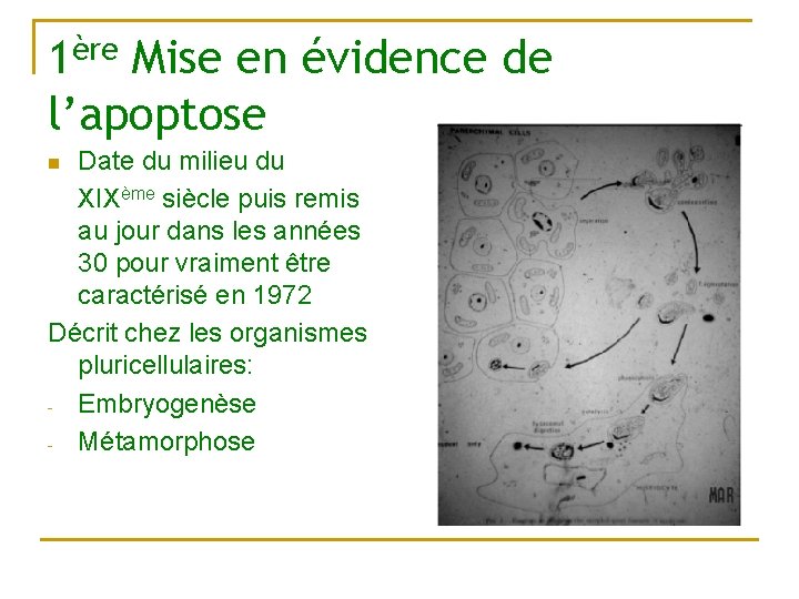 1ère Mise en évidence de l’apoptose Date du milieu du XIXème siècle puis remis