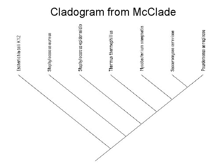 Exploring Phylogeny in the Introductory Microbiology Lab Mohammed