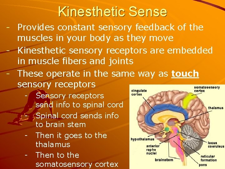 Kinesthetic Sense - Provides constant sensory feedback of the muscles in your body as