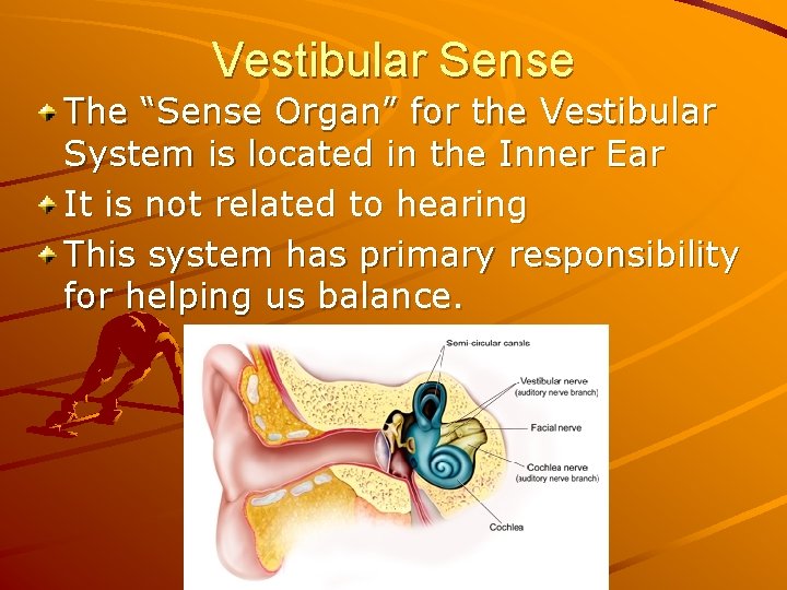 Vestibular Sense The “Sense Organ” for the Vestibular System is located in the Inner