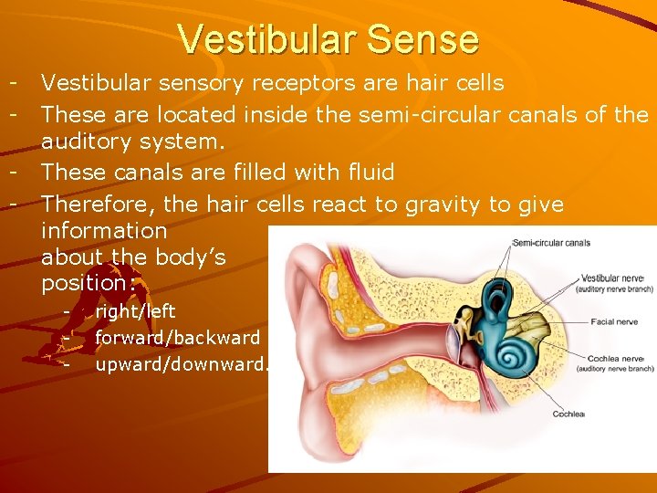 Vestibular Sense - Vestibular sensory receptors are hair cells These are located inside the