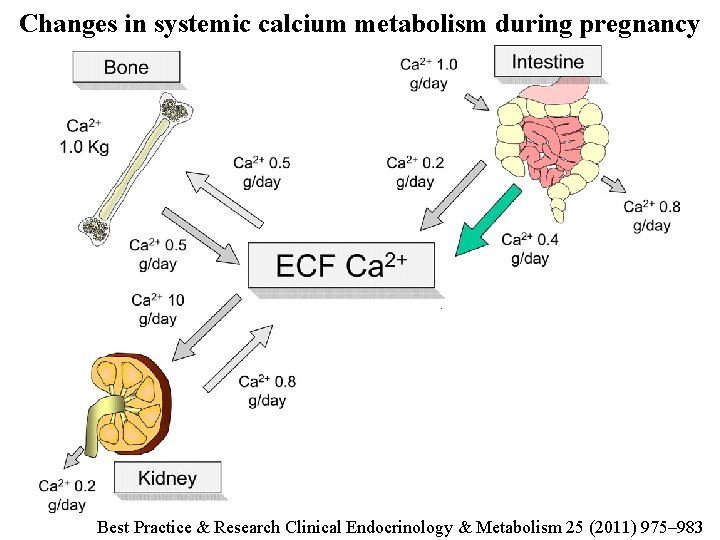 Changes in systemic calcium metabolism during pregnancy Best Practice & Research Clinical Endocrinology &