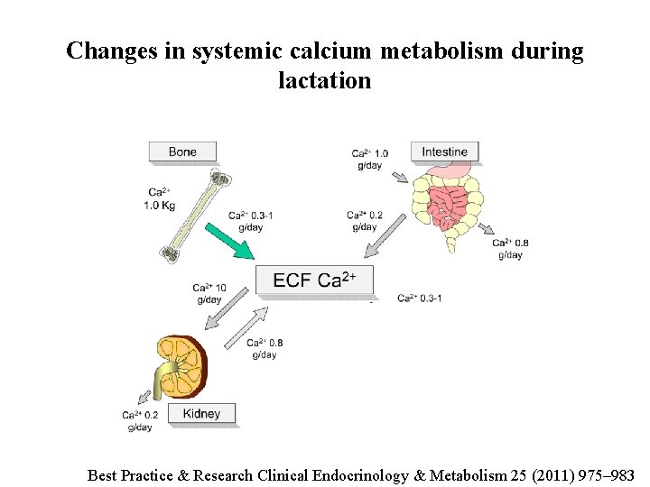 Changes in systemic calcium metabolism during lactation Best Practice & Research Clinical Endocrinology &