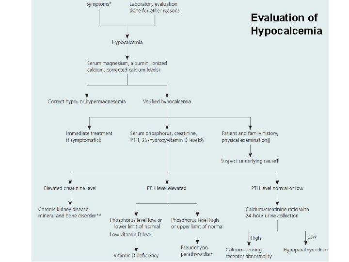 Evaluation of Hypocalcemia 