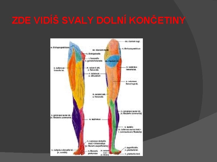 ZDE VIDÍŠ SVALY DOLNÍ KONČETINY 