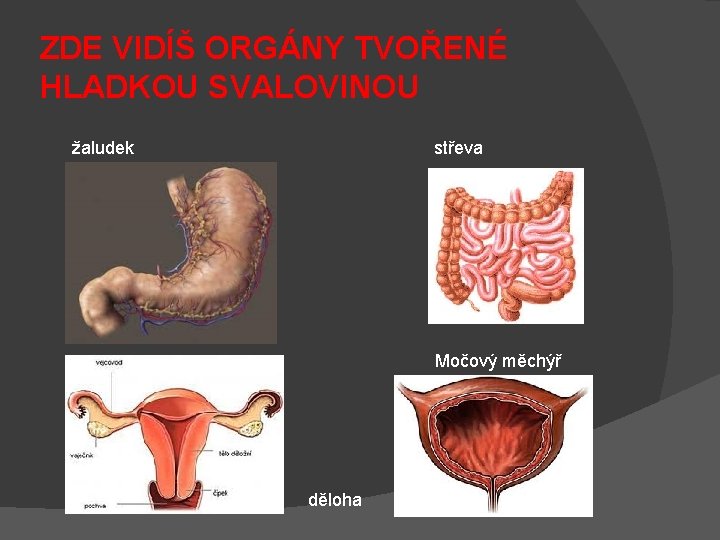 ZDE VIDÍŠ ORGÁNY TVOŘENÉ HLADKOU SVALOVINOU žaludek střeva Močový měchýř děloha 