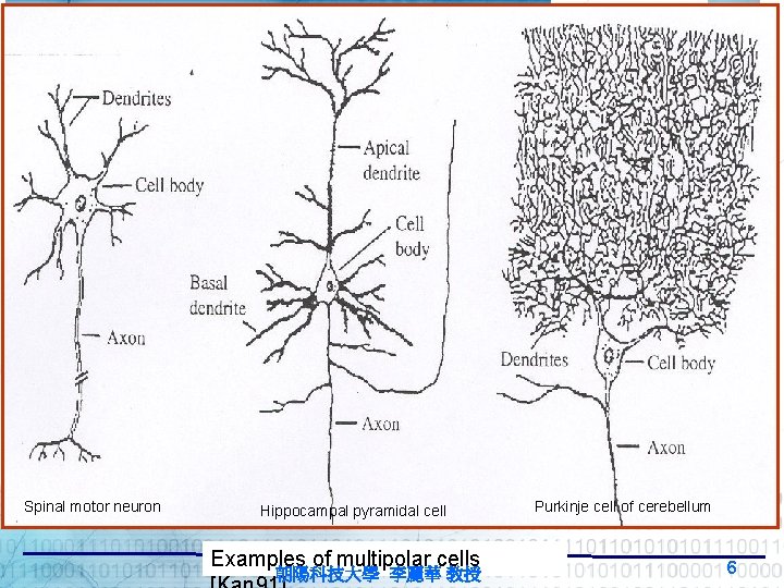 Spinal motor neuron Hippocampal pyramidal cell Examples of multipolar cells 朝陽科技大學 李麗華 教授 Purkinje Spinal motor neuron Hippocampal pyramidal cell Examples of multipolar cells 朝陽科技大學 李麗華 教授 Purkinje