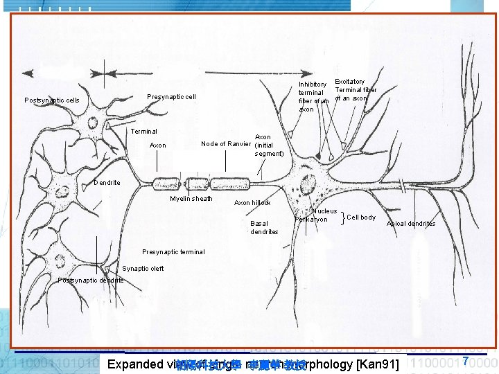 Inhibitory Excitatory Terminal fiber terminal fiber of an axon Presynaptic cell Postsynaptic cells Terminal Inhibitory Excitatory Terminal fiber terminal fiber of an axon Presynaptic cell Postsynaptic cells Terminal