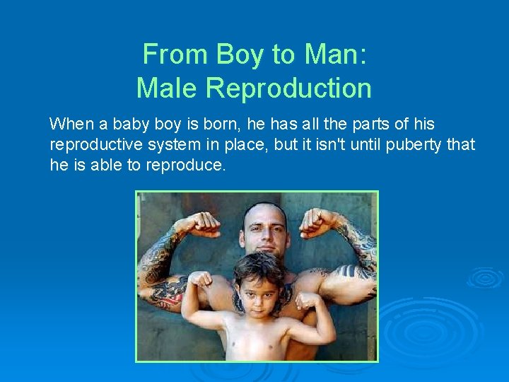 From Boy to Man: Male Reproduction When a baby boy is born, he has