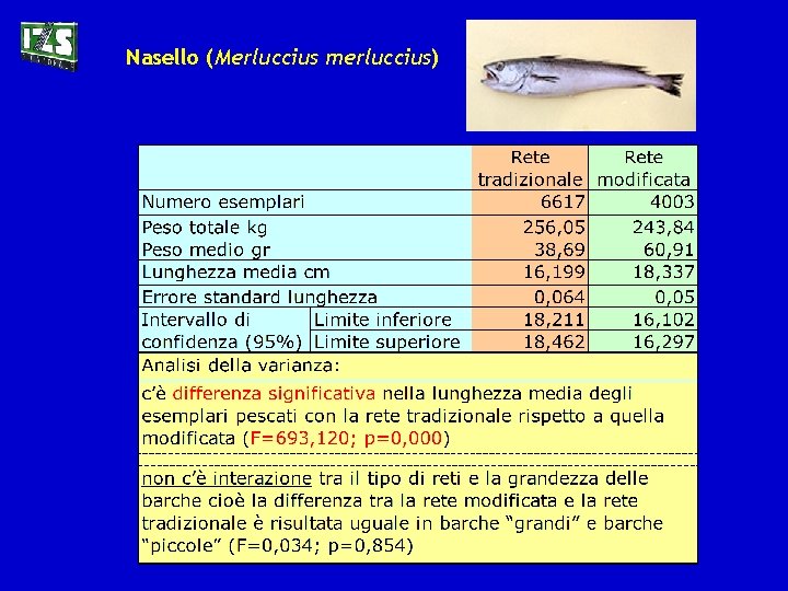 Nasello (Merluccius merluccius) 