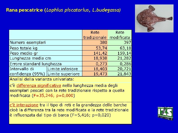 Rana pescatrice (Lophius piscatorius, L. budegassa) 