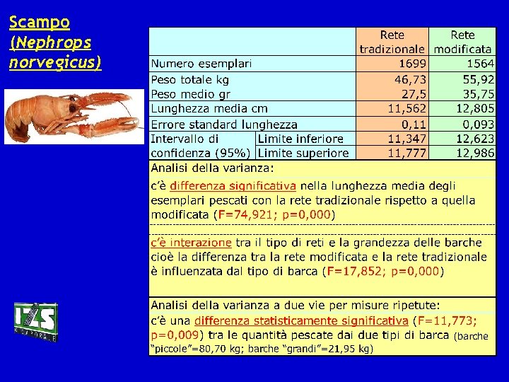 Scampo (Nephrops norvegicus) 