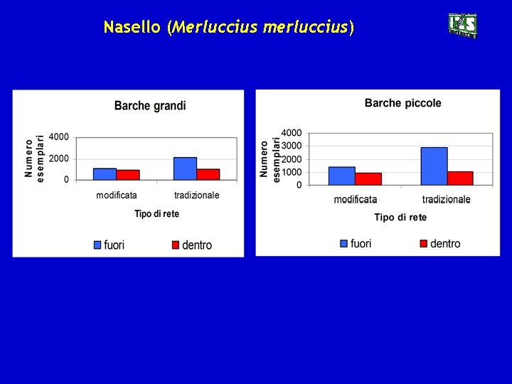 Nasello (Merluccius merluccius) 