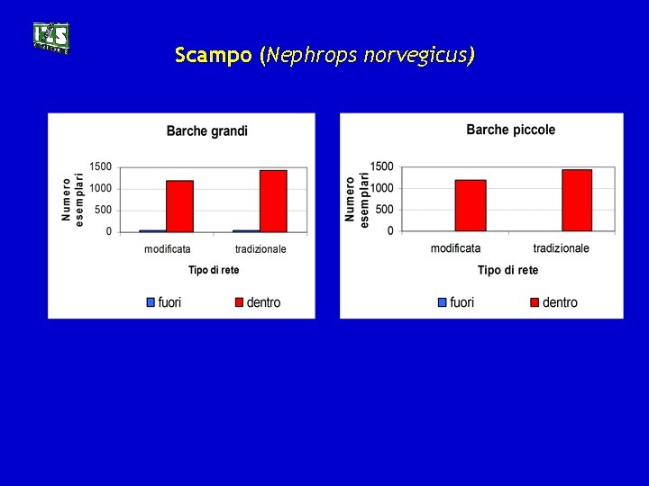 Scampo (Nephrops norvegicus) 