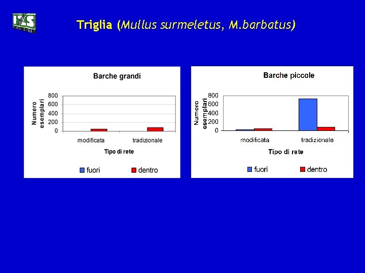 Triglia (Mullus surmeletus, M. barbatus) 
