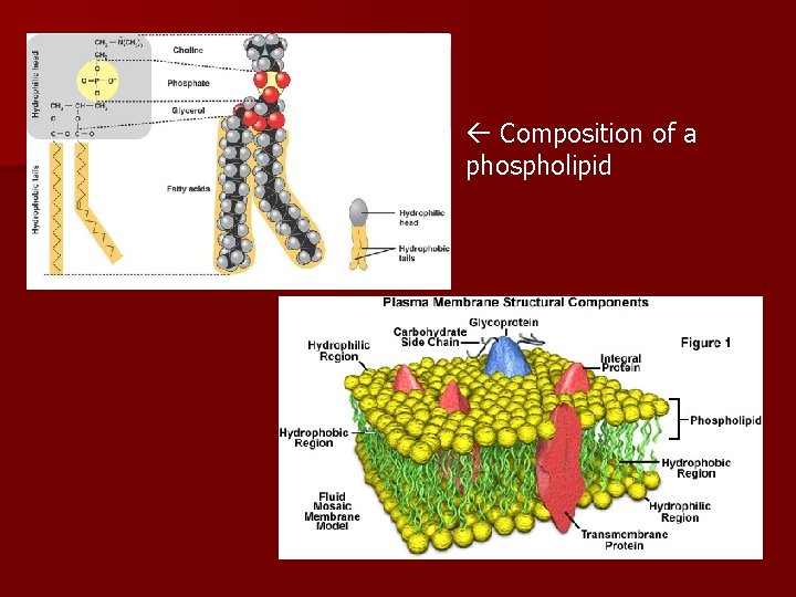  Composition of a phospholipid 