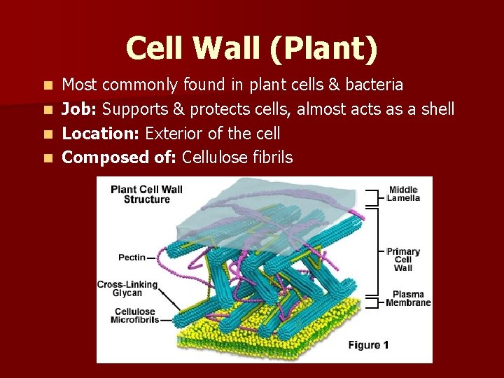 Cell Wall (Plant) Most commonly found in plant cells & bacteria n Job: Supports
