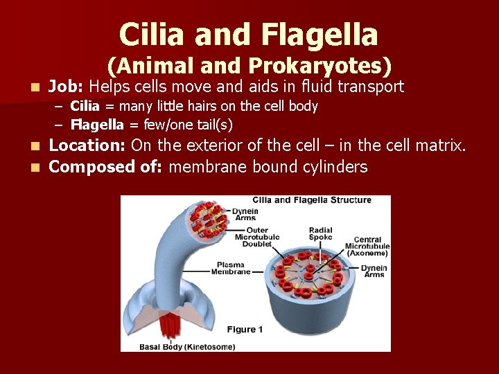 Cilia and Flagella (Animal and Prokaryotes) n Job: Helps cells move and aids in