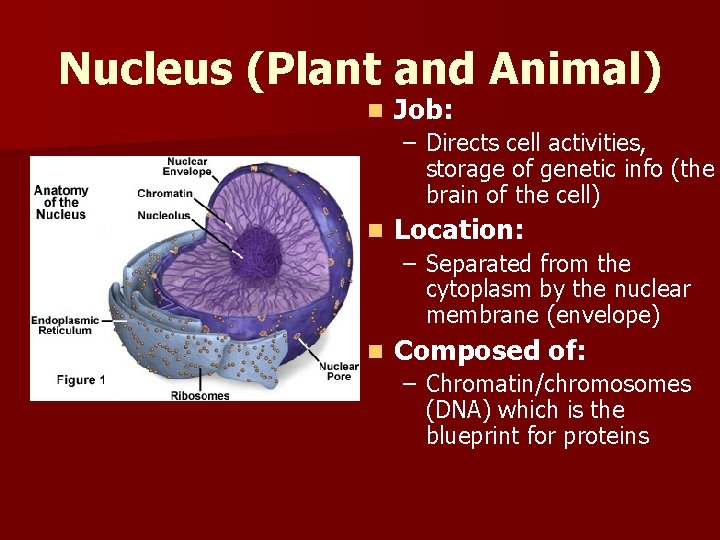 Nucleus (Plant and Animal) n Job: – Directs cell activities, storage of genetic info