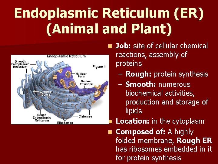 Endoplasmic Reticulum (ER) (Animal and Plant) Job: site of cellular chemical reactions, assembly of