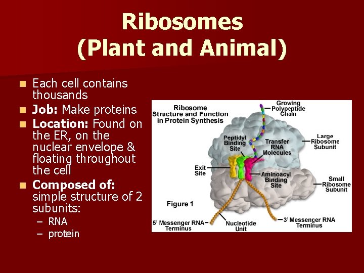 Ribosomes (Plant and Animal) Each cell contains thousands n Job: Make proteins n Location: