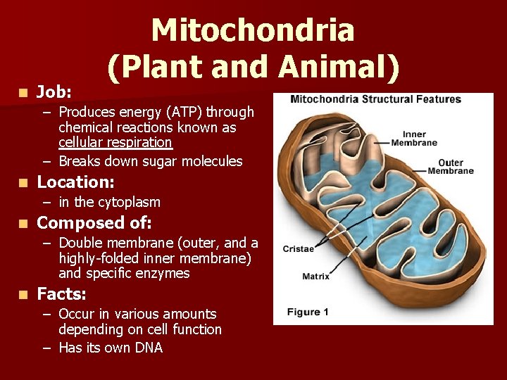 n Job: Mitochondria (Plant and Animal) – Produces energy (ATP) through chemical reactions known