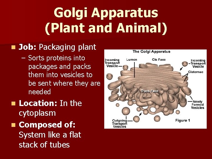 Golgi Apparatus (Plant and Animal) n Job: Packaging plant – Sorts proteins into packages