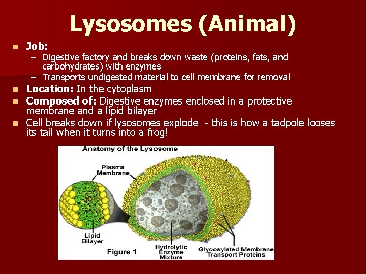 Lysosomes (Animal) n Job: – Digestive factory and breaks down waste (proteins, fats, and