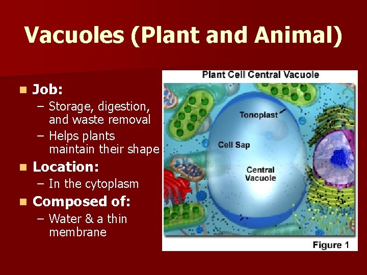 Vacuoles (Plant and Animal) n Job: – Storage, digestion, and waste removal – Helps
