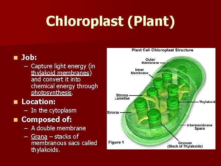 Chloroplast (Plant) n Job: – Capture light energy (in thylakoid membranes) and convert it