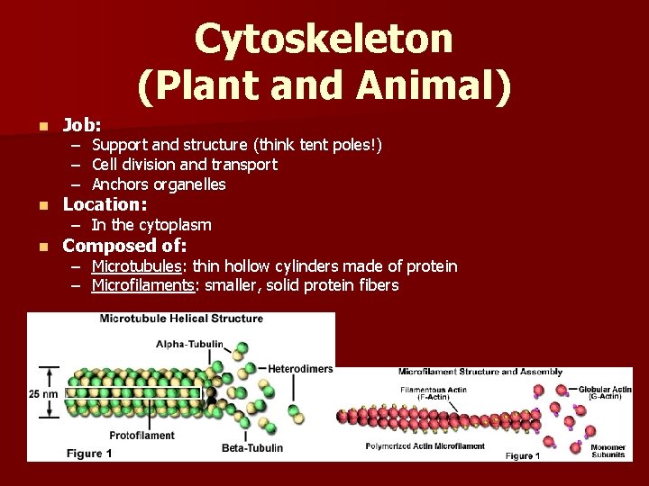 Cytoskeleton (Plant and Animal) n Job: n Location: n Composed of: – – –