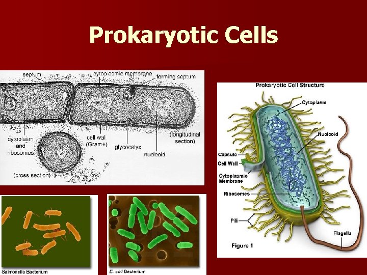 Prokaryotic Cells 
