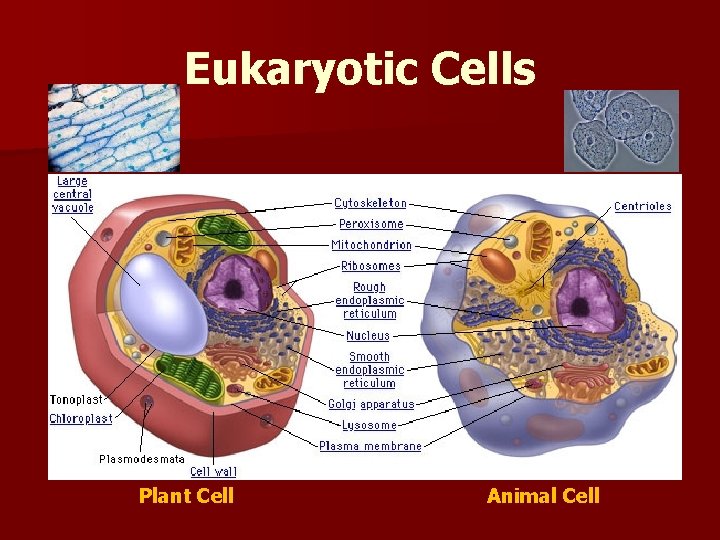 Eukaryotic Cells Plant Cell Animal Cell 
