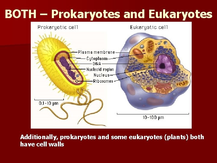 BOTH – Prokaryotes and Eukaryotes Additionally, prokaryotes and some eukaryotes (plants) both have cell