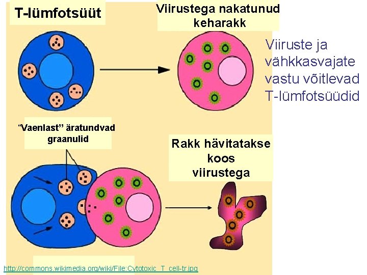 T-lümfotsüüt Viirustega nakatunud keharakk Viiruste ja vähkkasvajate vastu võitlevad T-lümfotsüüdid “Vaenlast” äratundvad graanulid Rakk