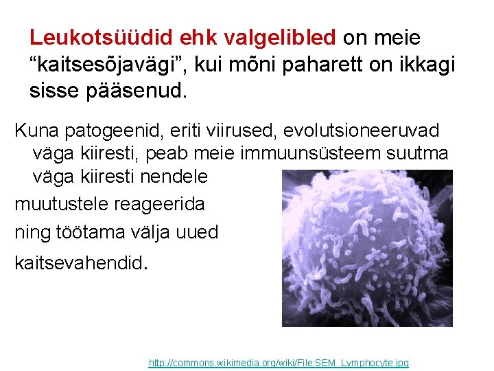 Leukotsüüdid ehk valgelibled on meie “kaitsesõjavägi”, kui mõni paharett on ikkagi sisse pääsenud. Kuna