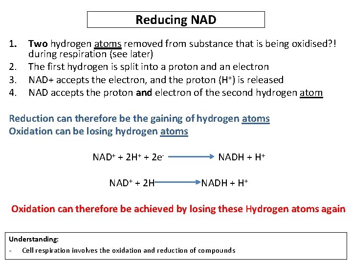 Reducing NAD 1. 2. 3. 4. Two hydrogen atoms removed from substance that is