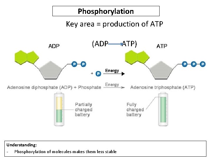 Phosphorylation Key area = production of ATP (ADP ATP) Understanding: - Phosphorylation of molecules