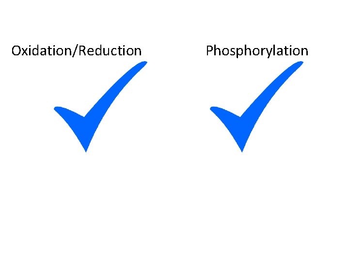 Oxidation/Reduction Phosphorylation 