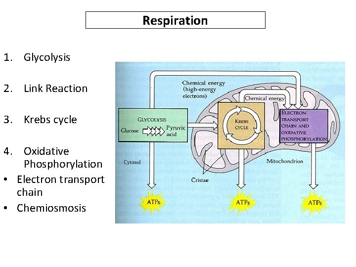 Respiration 1. Glycolysis 2. Link Reaction 3. Krebs cycle 4. Oxidative Phosphorylation • Electron